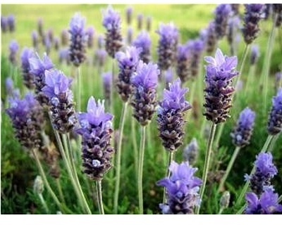 Duftöl Lavendel Duftöl Lavendel