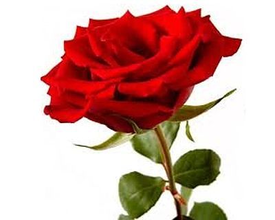 Duftöl Rose Duftöl Rose